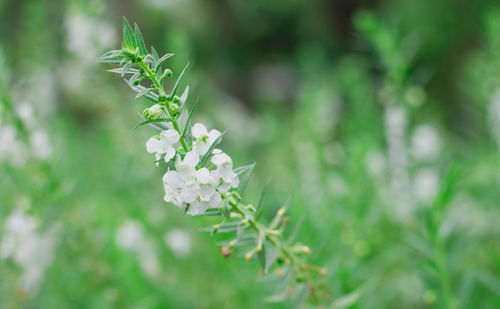 Close-up of white flowering plant