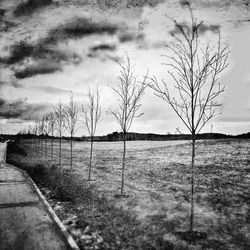 Bare trees on field against cloudy sky