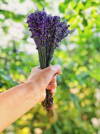 Hand holding purple flowering plant