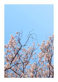 Low angle view of tree against clear sky