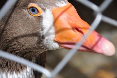 Close-up of a bird goose 