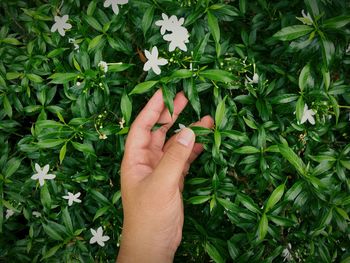 Close-up of hand holding plant