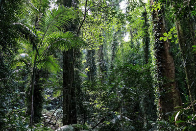 Trees in forest