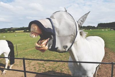 Close-up of a horse