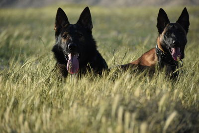 A german shepherd and melinoa are sitting in a field