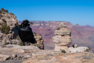 Close-up of bird perching on rock formations