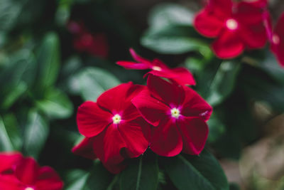 Close-up of red flowering plant in park