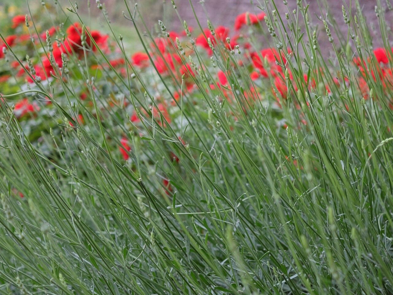 growth, red, flower, plant, freshness, grass, field, nature, beauty in nature, fragility, green color, poppy, day, outdoors, growing, high angle view, no people, close-up, stem, blooming