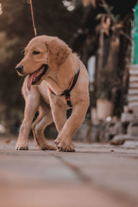 Dog looking away outdoors