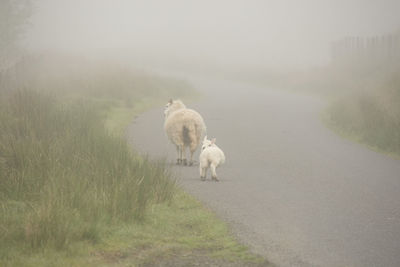 Sheep grazing on field during foggy weather