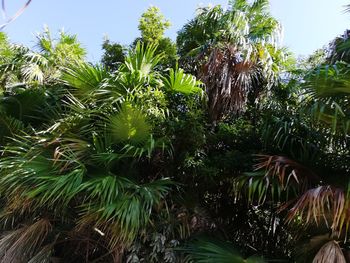 Low angle view of palm trees against sky