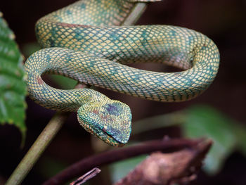 Close-up of snake on branch