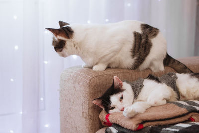 Two cats are resting on a sofa with some plaids on a background white curtain and lights.