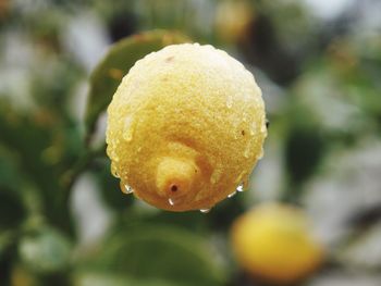Close-up of wet yellow fruit on plant