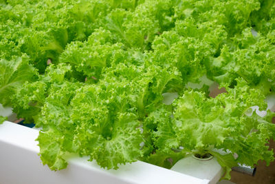 High angle view of vegetables