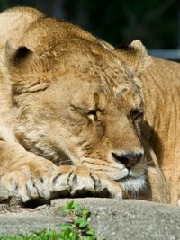 Close-up of lioness sleeping on a rock
