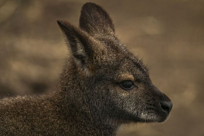 Close-up of deer