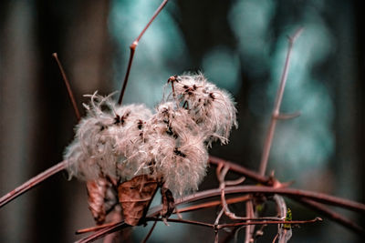 Close-up of dried plant