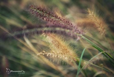 Close-up of dandelion on field