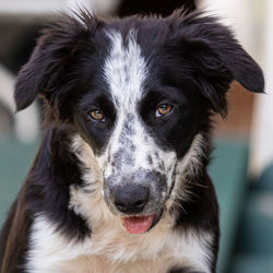 Close-up portrait of dog