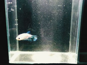 View of fish swimming in aquarium