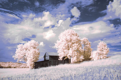 Trees growing on field by building against sky