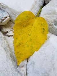 Close-up of yellow autumn leaf