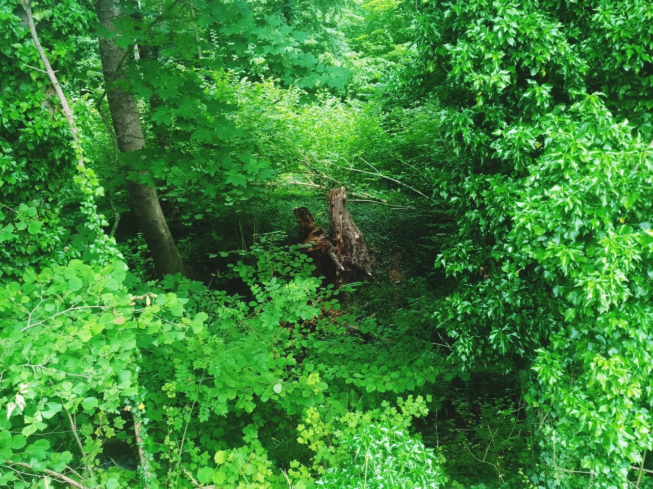 VIEW OF FOREST