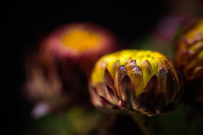 Close-up of plant against blurred background