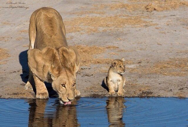 animal themes, mammal, water, animals in the wild, wildlife, two animals, animal family, lake, togetherness, standing, three animals, domestic animals, one animal, young animal, nature, zoology, day, livestock, medium group of animals, waterfront