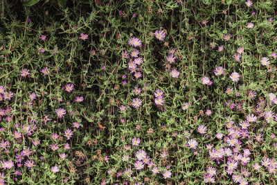 Close-up of purple flowers blooming in field