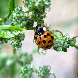 Close-up of ladybug on wet plant