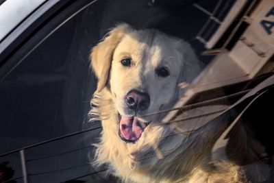 Close-up portrait of a dog