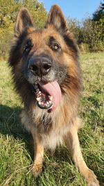 Portrait of dog on field