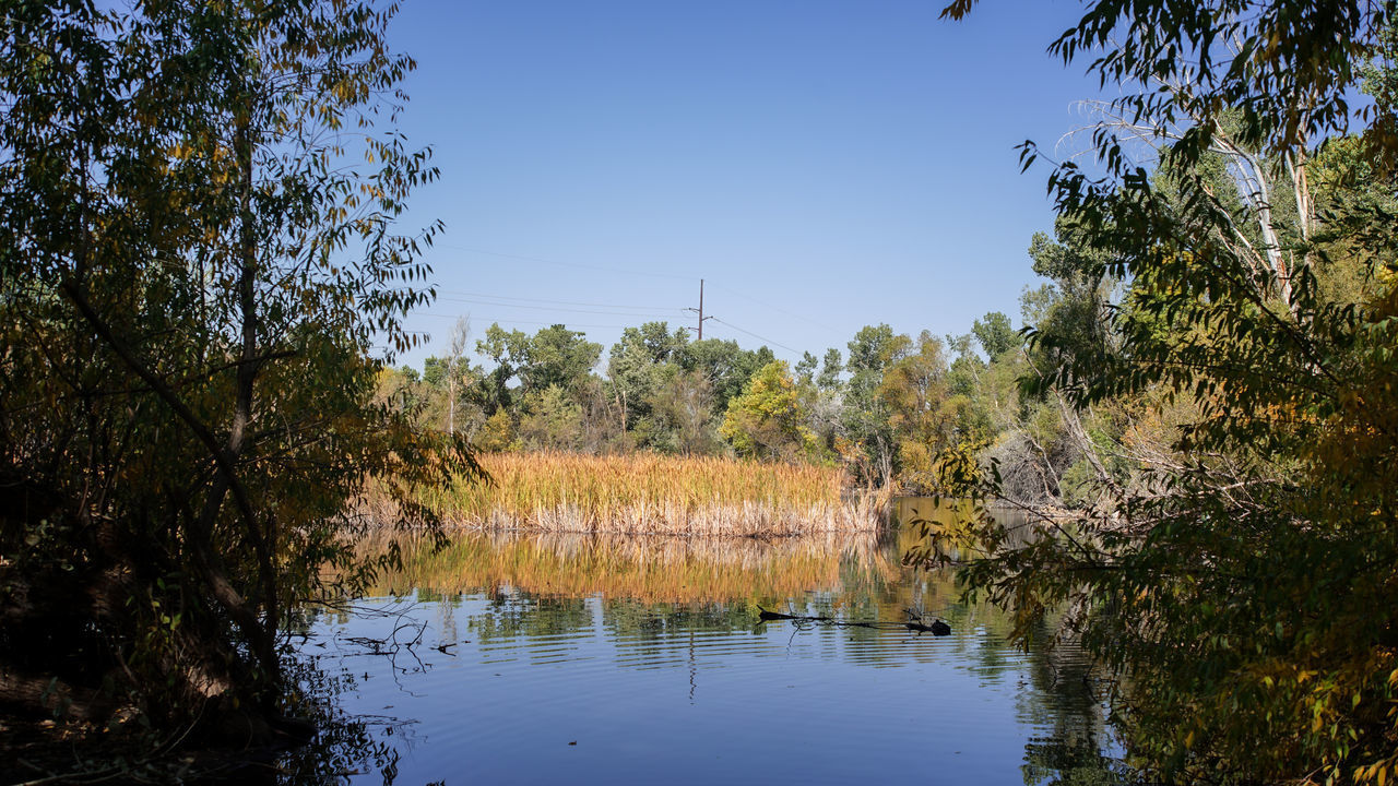 SCENIC VIEW OF LAKE AGAINST CLEAR SKY AT FOREST