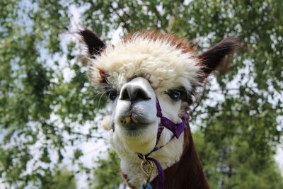 Close-up portrait of an alpaca