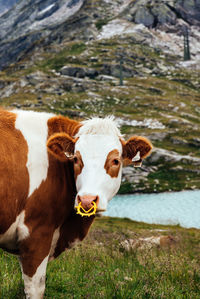 Cow against alpine landscape