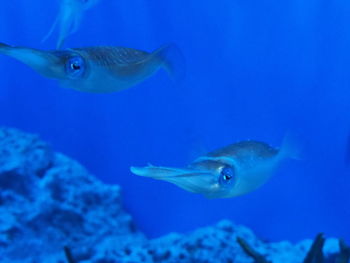 Fish swimming in sea
