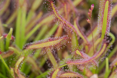 Close-up of caterpillar on plant