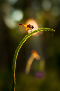 Close-up of insect on flower