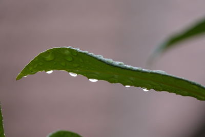 Close-up of raindrops on plant