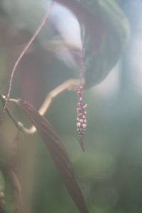 Close-up of plant on twig