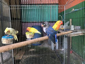 View of birds in cage