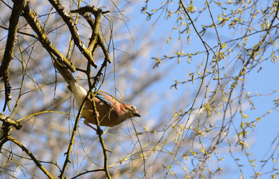 Low angle view of bird perching on branch