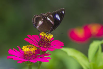 Close-up of butterfly pollinating on flower