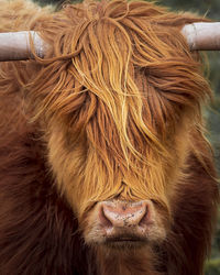 Close-up of a horse