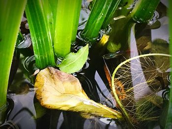 Close-up of fresh plants in water