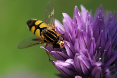Close-up of bee on purple flower