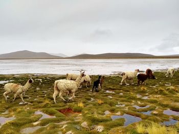 View of a sheep on the beach