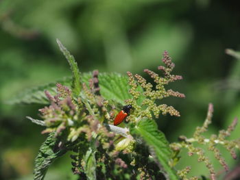 Close-up of ladybug on plant